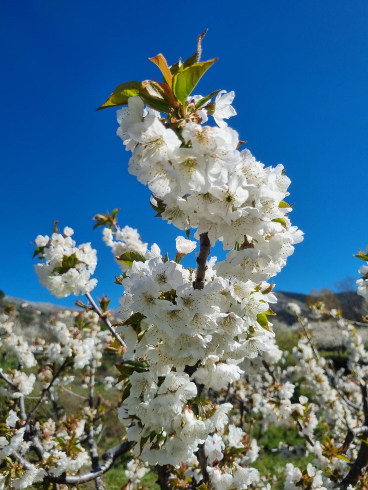 Albareilla By #Cherrygredos Эль-Ареналь Экстерьер фото